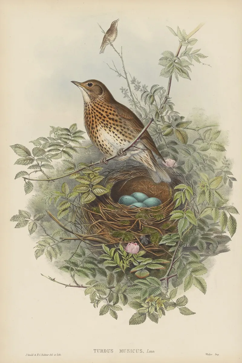 Turdus Musicus Thrush Wall Art by John Gould - High-Resolution Digital Print