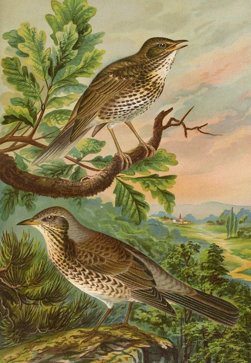 Turdus Musicus Turdus Pilaris Wall Art by Johann Friedrich Naumann - High-Resolution Digital Print