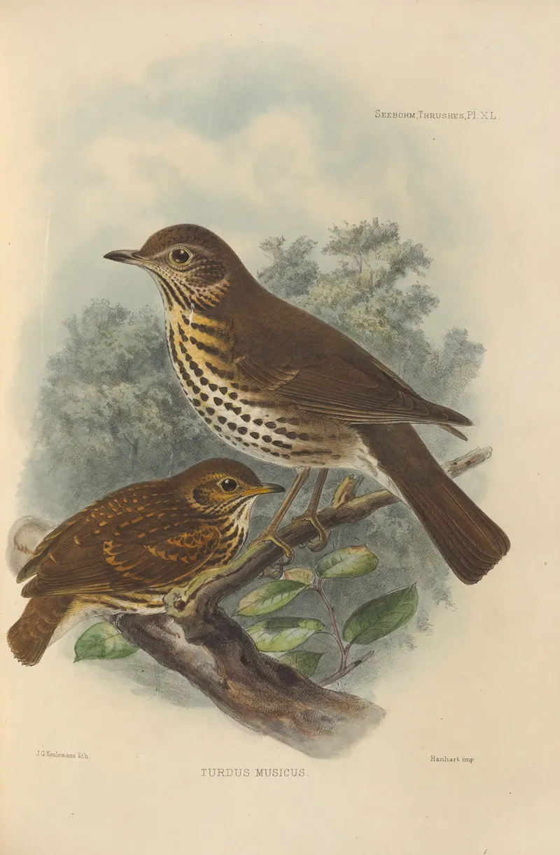 Turdus Musicus Wall Art by Henry Seebohm - High-Resolution Digital Print