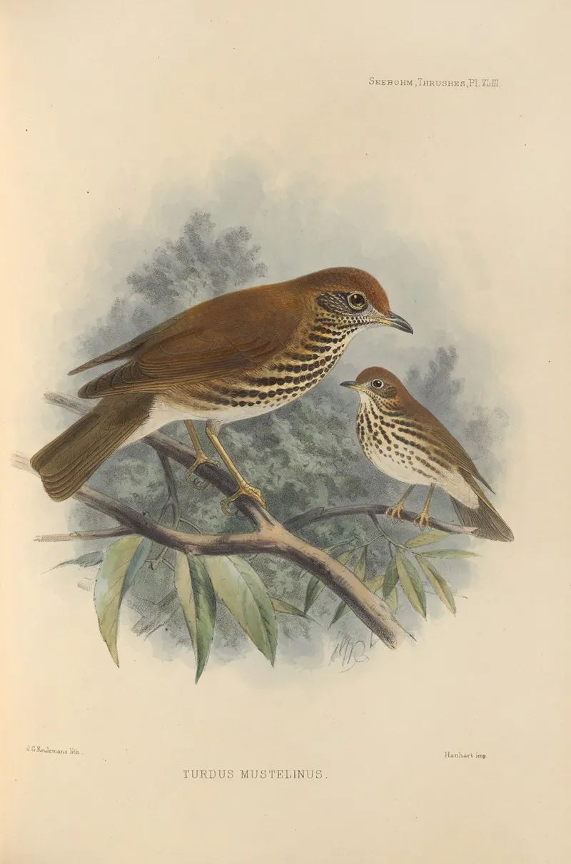 Turdus Mustelinus Wall Art by Henry Seebohm - High-Resolution Digital Print