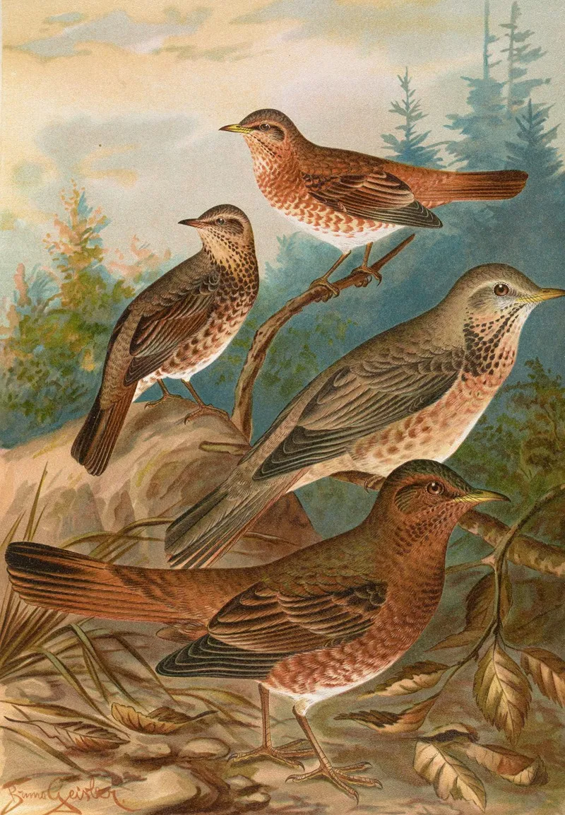 Turdus Naumanni Wall Art by Johann Friedrich Naumann - High-Resolution Digital Print