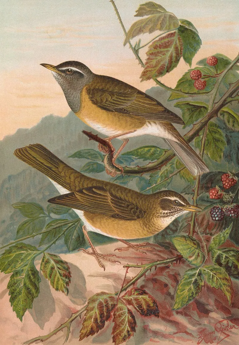 Turdus Obscurus Wall Art by Johann Friedrich Naumann - High-Resolution Digital Print