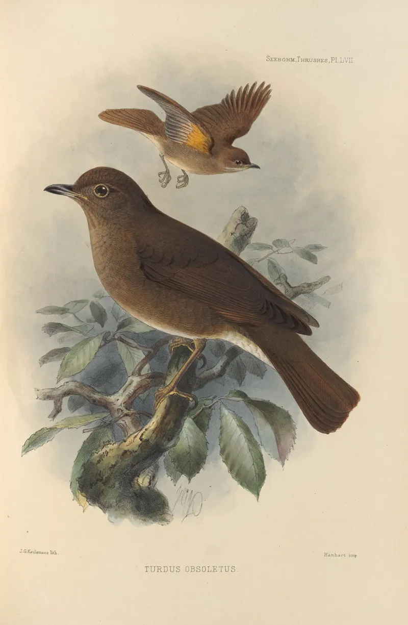 Turdus Obsoletus Wall Art by Henry Seebohm - High-Resolution Digital Print