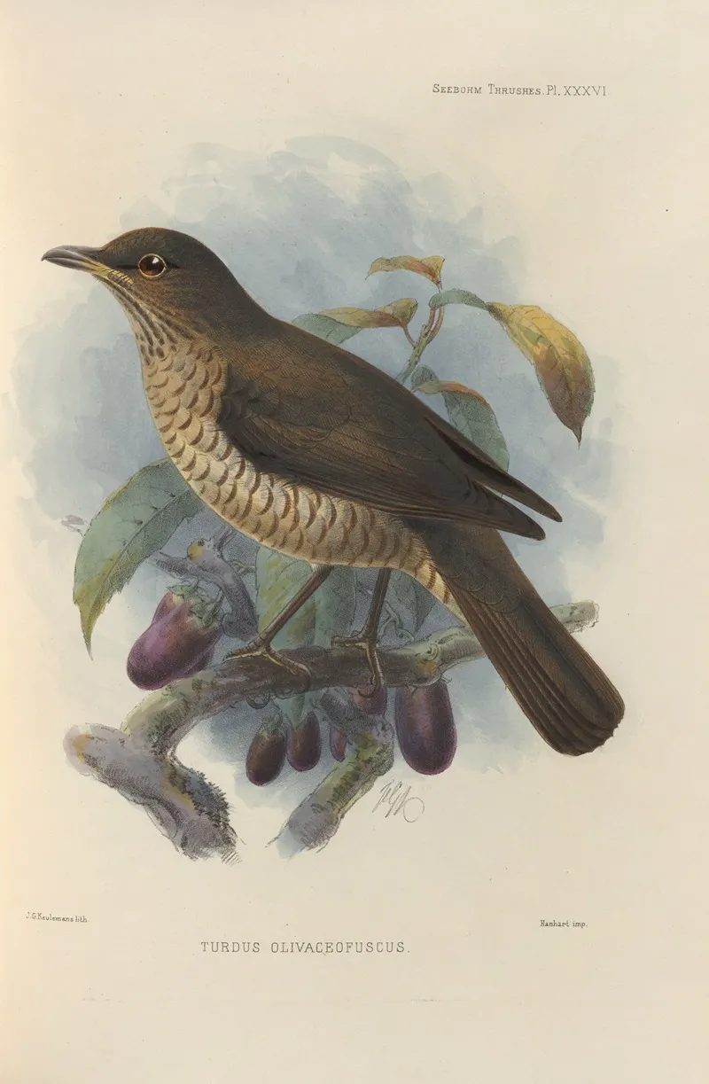 Turdus Olivaceofuscus Wall Art by Henry Seebohm - High-Resolution Digital Print