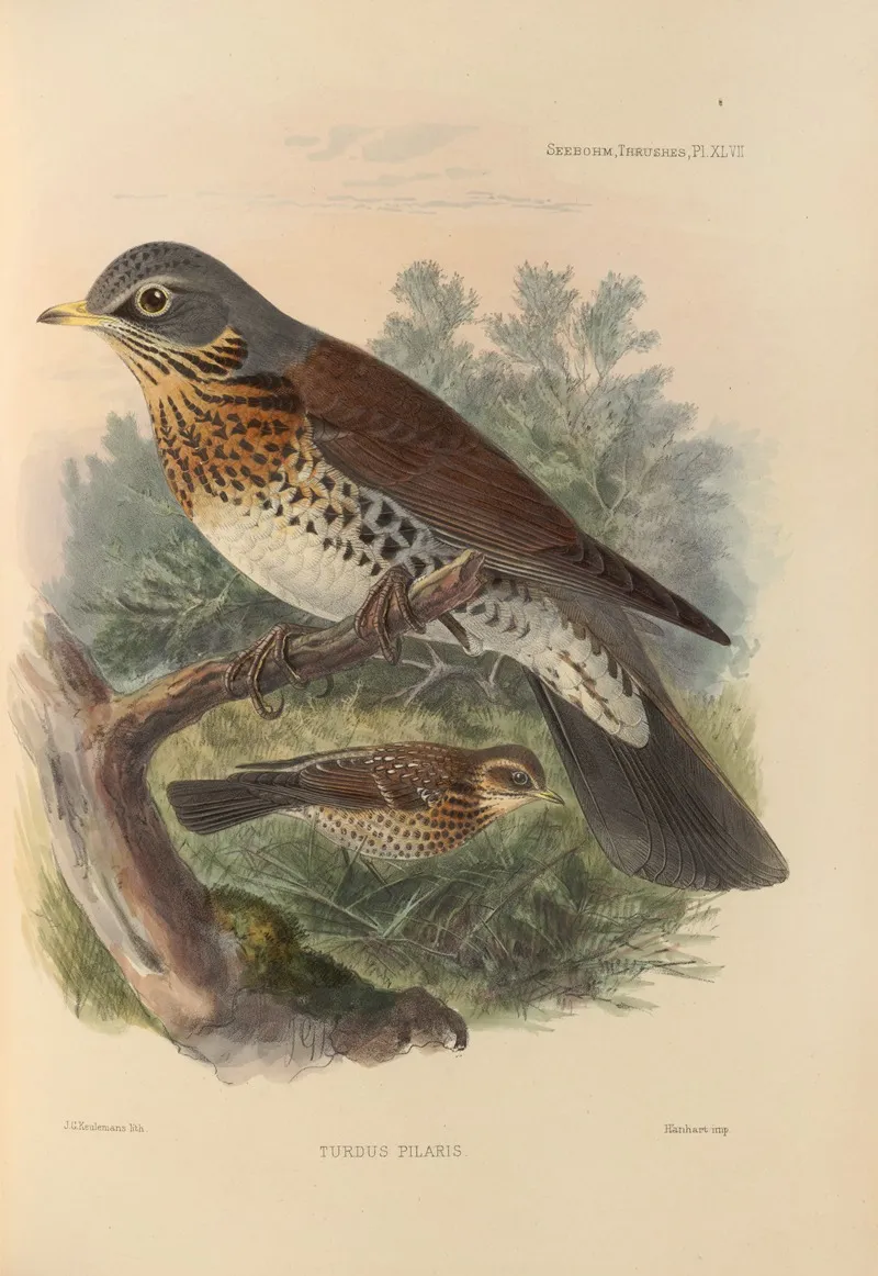 Turdus Pilaris Wall Art by Henry Seebohm - High-Resolution Digital Print