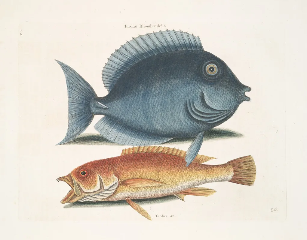 Turdus Rhomboidalis The Tang Turdus C The Yellow Fish Wall Art by Mark Catesby - High-Resolution Digital Print