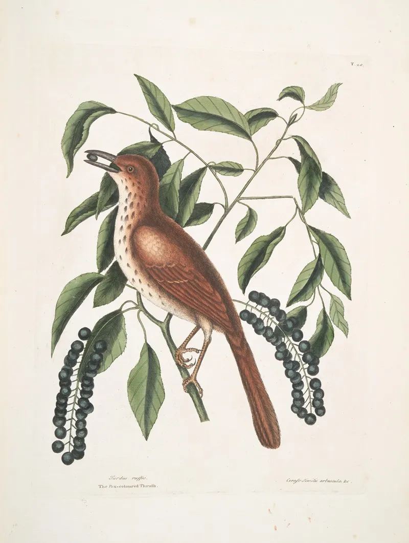 Turdus Ruffus The Fox Coloured Thruth Ceraso Similis Arbuscula C The Clusters Black Cherry Wall Art by Mark Catesby - High-Resolution Digital Print