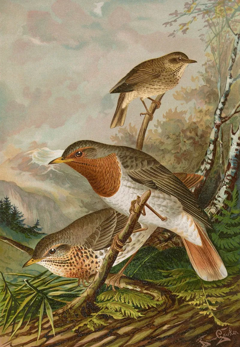 Turdus Ruficollis Wall Art by Johann Friedrich Naumann - High-Resolution Digital Print