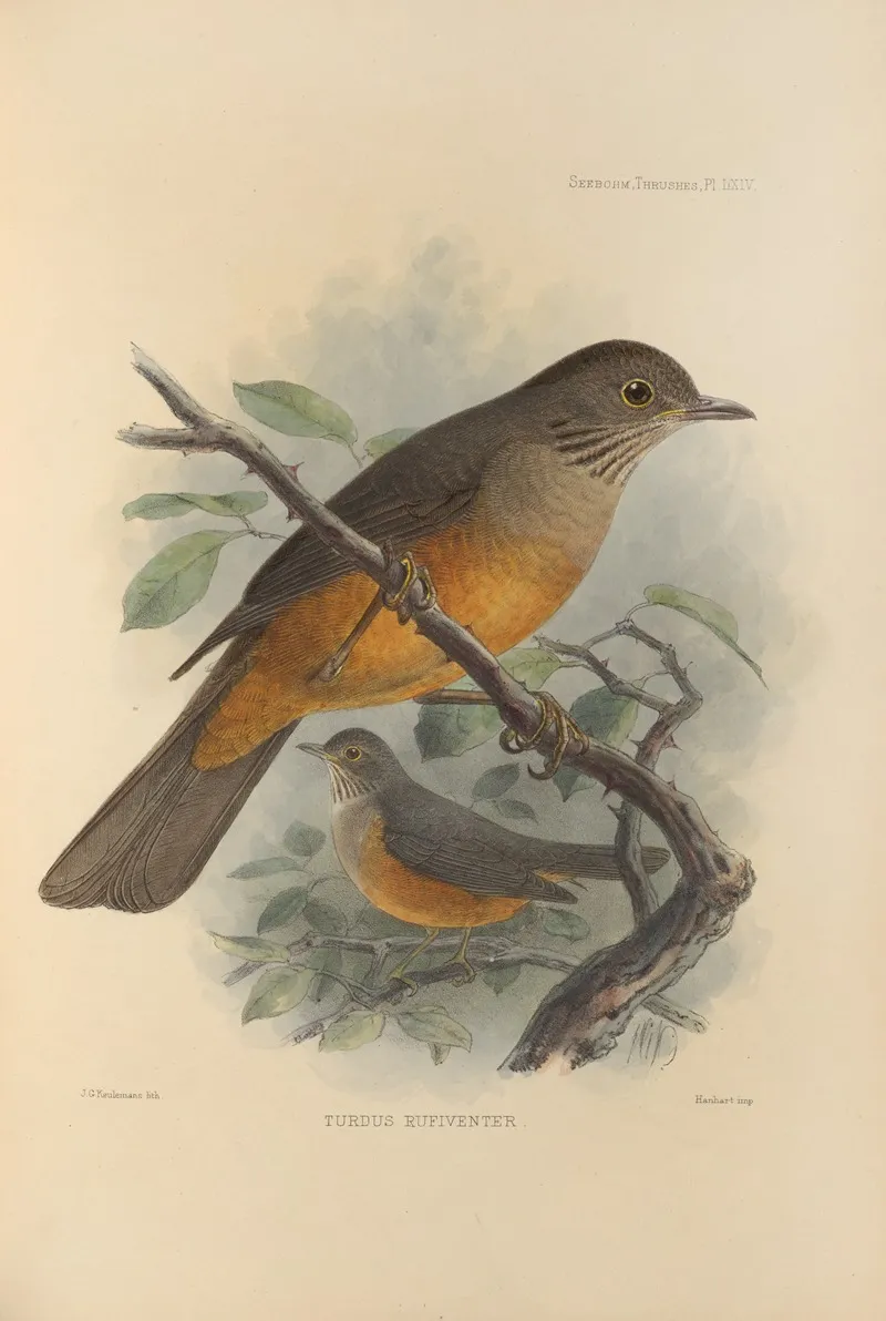 Turdus Rufiventer Wall Art by Henry Seebohm - High-Resolution Digital Print