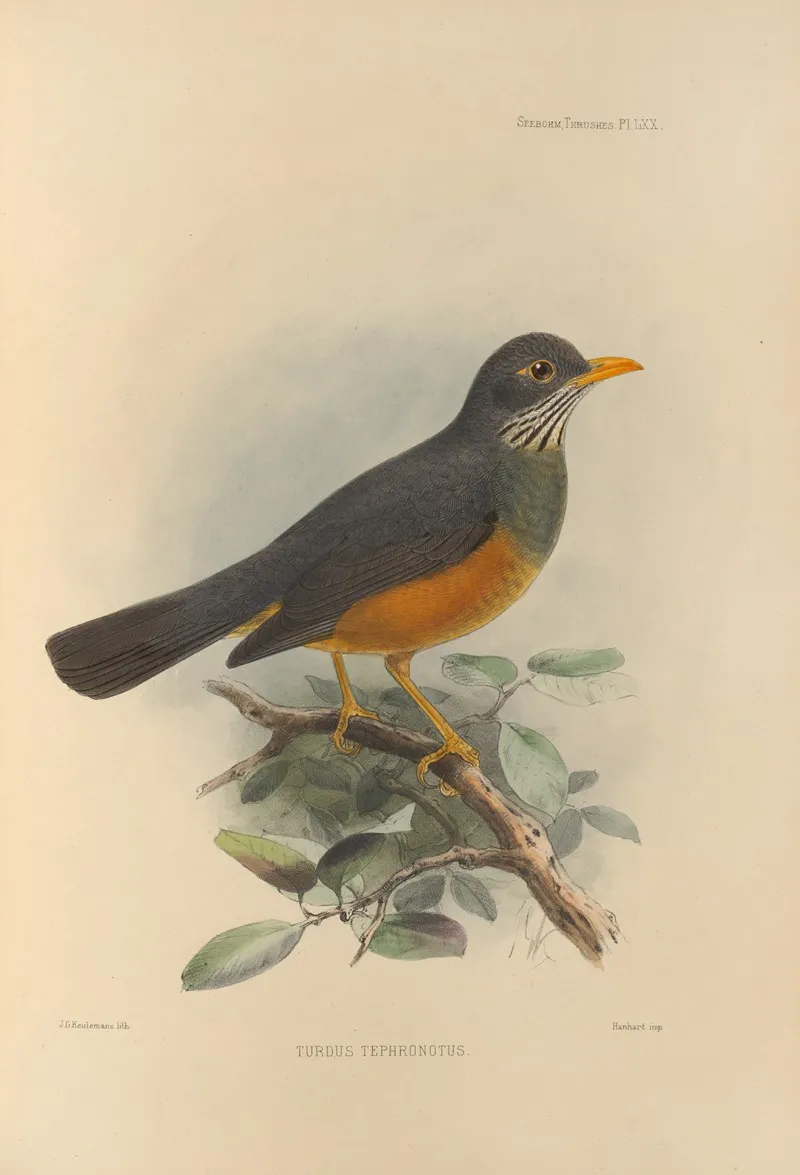 Turdus Tephronotus Wall Art by Henry Seebohm - High-Resolution Digital Print