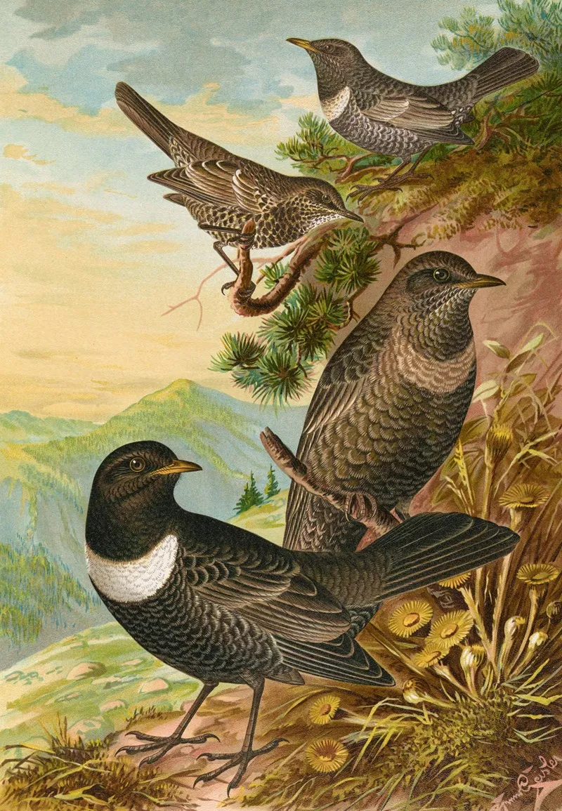 Turdus Torquatus Wall Art by Johann Friedrich Naumann - High-Resolution Digital Print