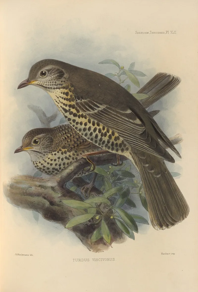 Turdus Viscivorus Wall Art by Henry Seebohm - High-Resolution Digital Print