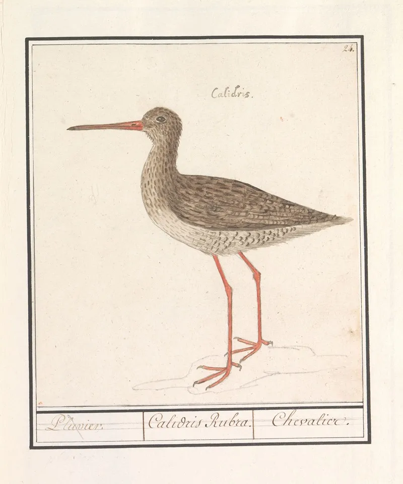 Tureluur Tringa Totanus 2 Wall Art by Anselmus Boëtius de Boodt - High-Resolution Digital Print