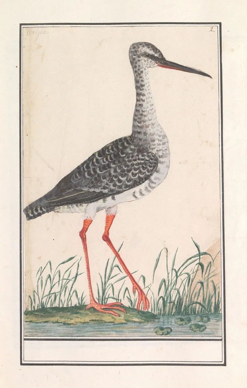 Tureluur Tringa Totanus 3 Wall Art by Anselmus Boëtius de Boodt - High-Resolution Digital Print
