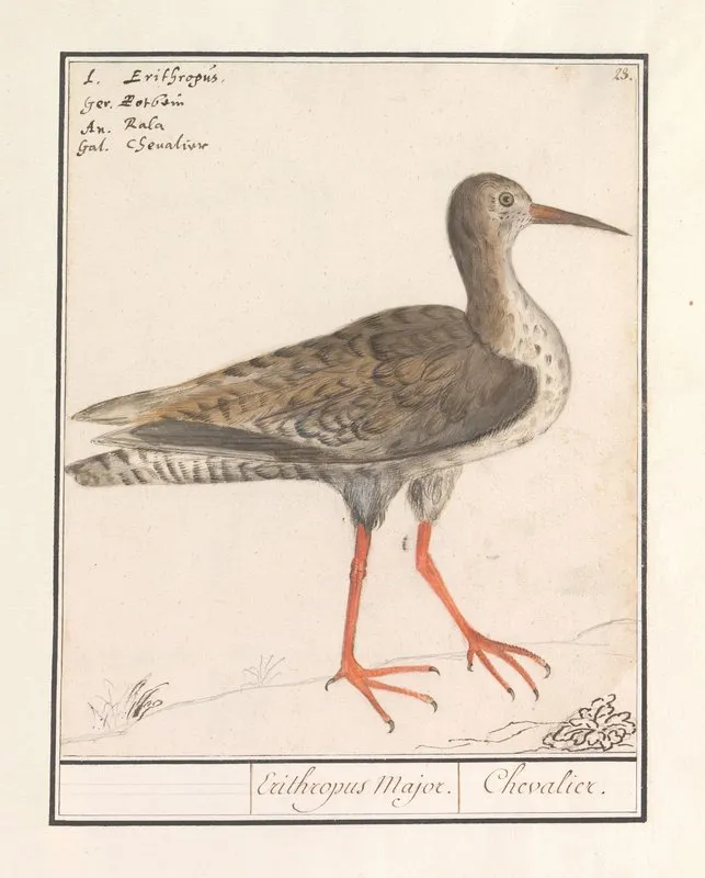 Tureluur Tringa Totanus Wall Art by Anselmus Boëtius de Boodt - High-Resolution Digital Print