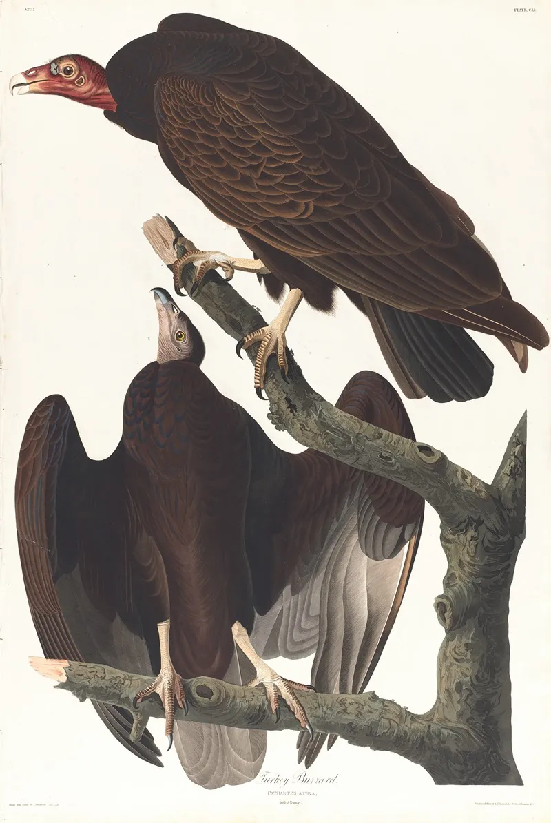 Turkey Buzzard 2 Wall Art by John James Audubon - High-Resolution Digital Print