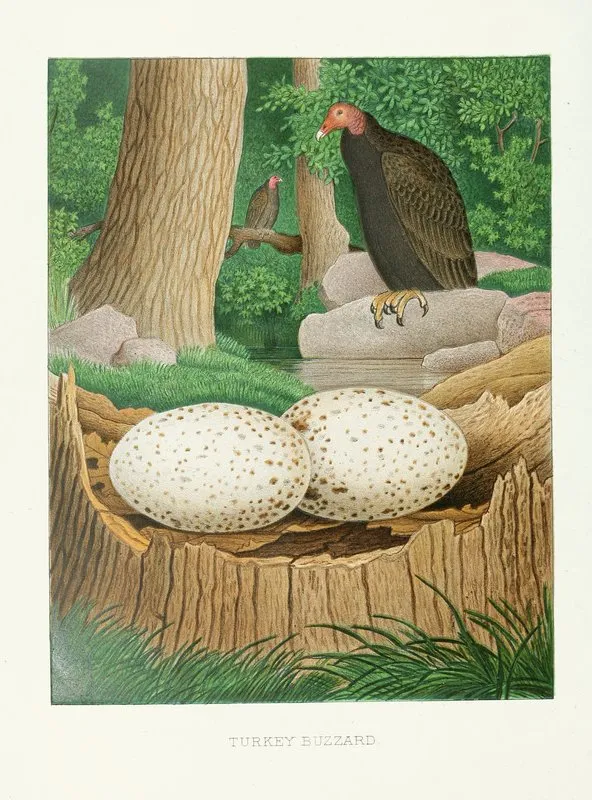 Turkey Buzzard Wall Art by Edwin L. Sheppard - High-Resolution Digital Print