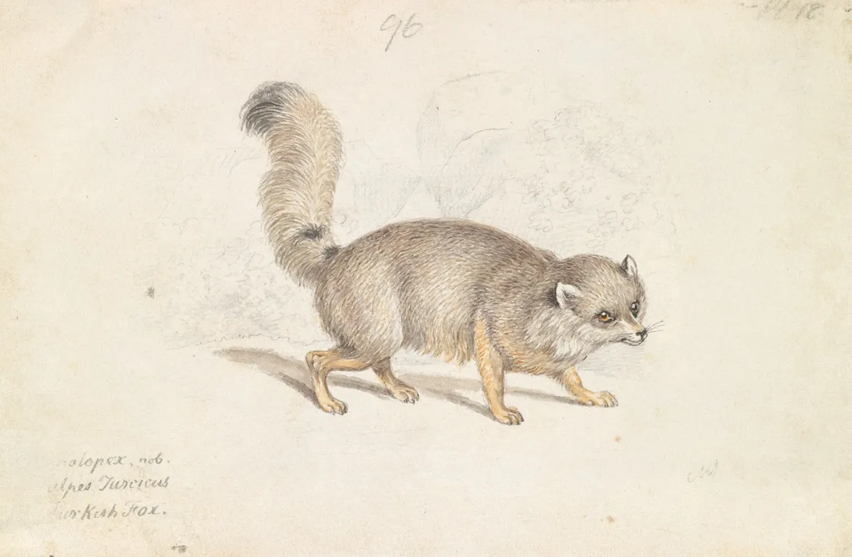 Turkish Dog Fox