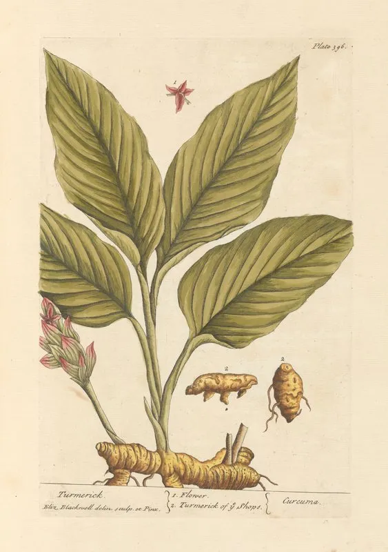 Turmerick Wall Art by Elizabeth Blackwell - High-Resolution Digital Print