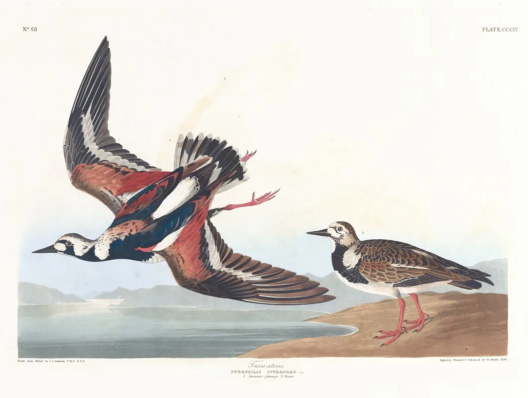 Turn Stone Wall Art by John James Audubon - High-Resolution Digital Print