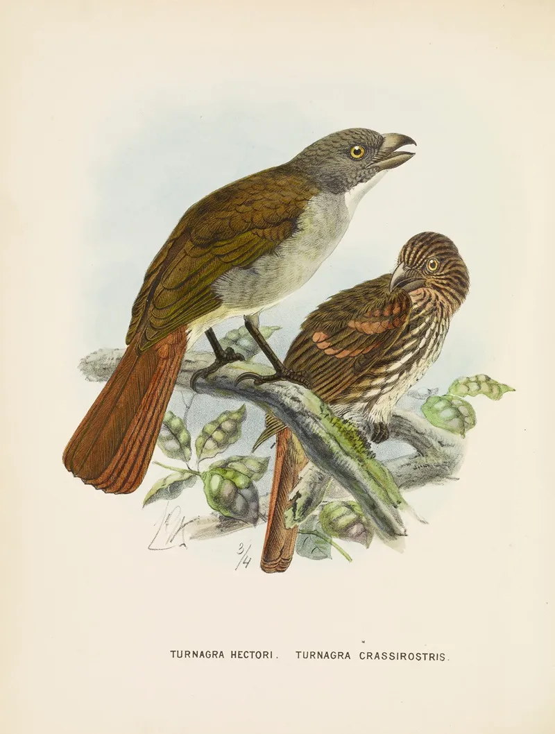 Turnagra Hectori And Turnagra Crassirostris Wall Art by John Gerrard Keulemans - High-Resolution Digital Print
