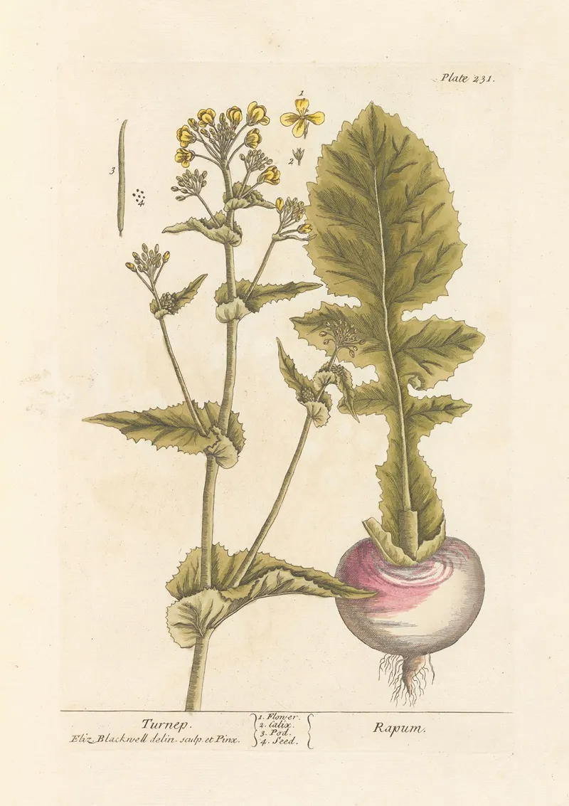 Turnep Wall Art by Elizabeth Blackwell - High-Resolution Digital Print