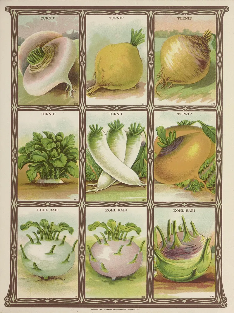 Turnip Kohl Rabi Wall Art by Genesee Valley Lithograph Co. - High-Resolution Digital Print