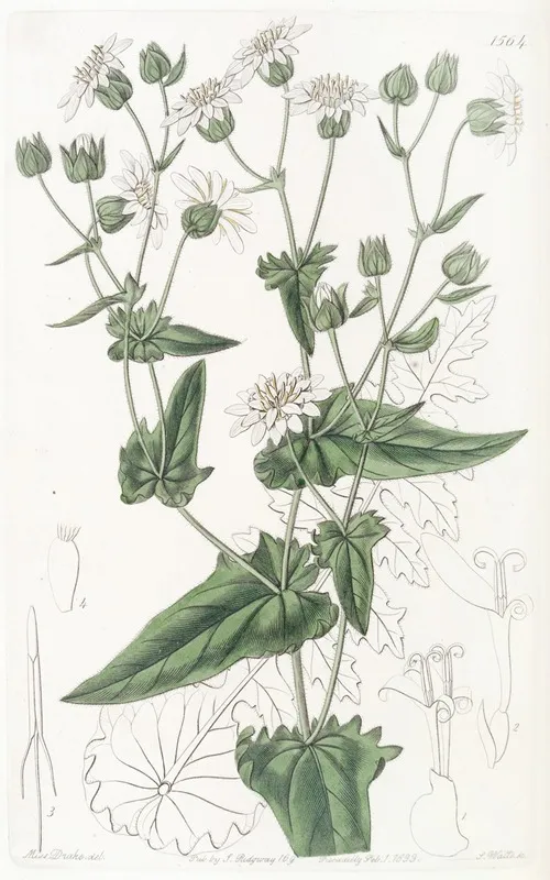 Turnip Leaved Musk Succory Wall Art by Sydenham Edwards - High-Resolution Digital Print