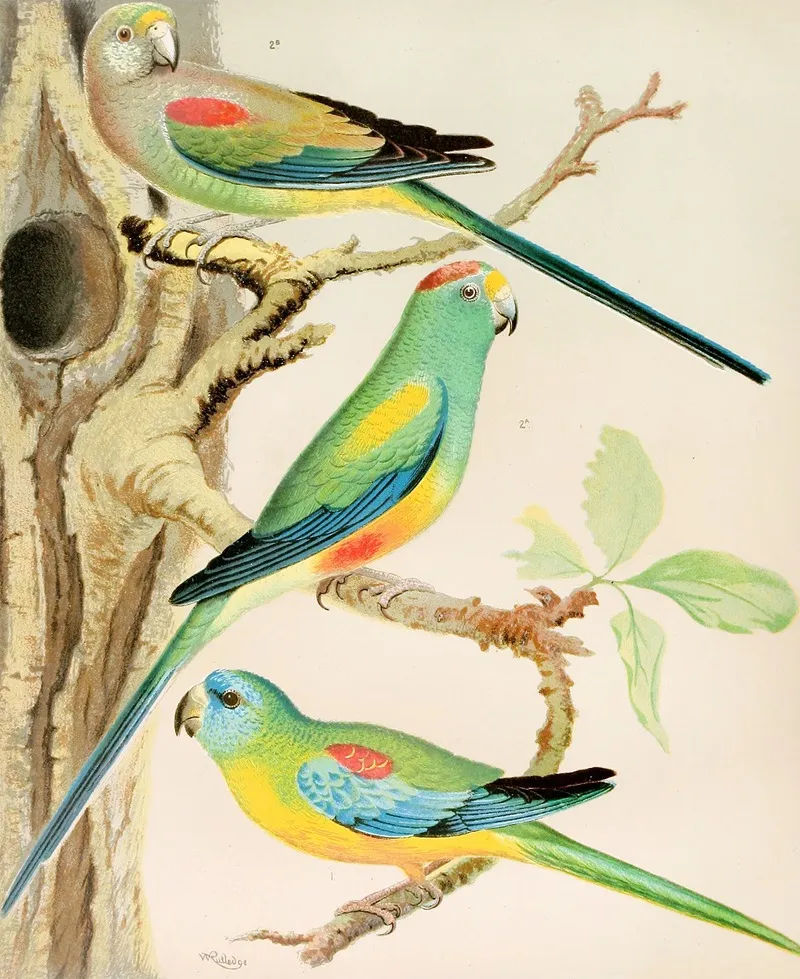 Turquoisine Parrakeet Many Coloured Parrakeets Wall Art by W. A . Blakston - High-Resolution Digital Print