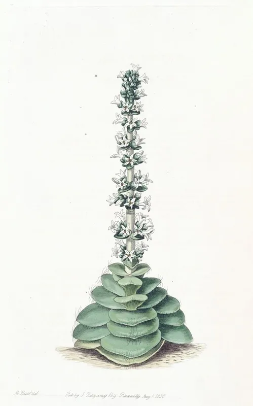 Turretted Crassula Wall Art by Sydenham Edwards - High-Resolution Digital Print