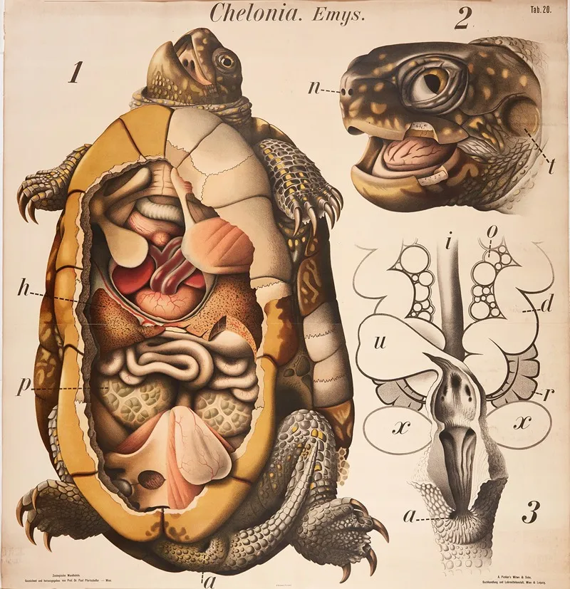 Turtle Wall Art by Paul Pfurtscheller - High-Resolution Digital Print