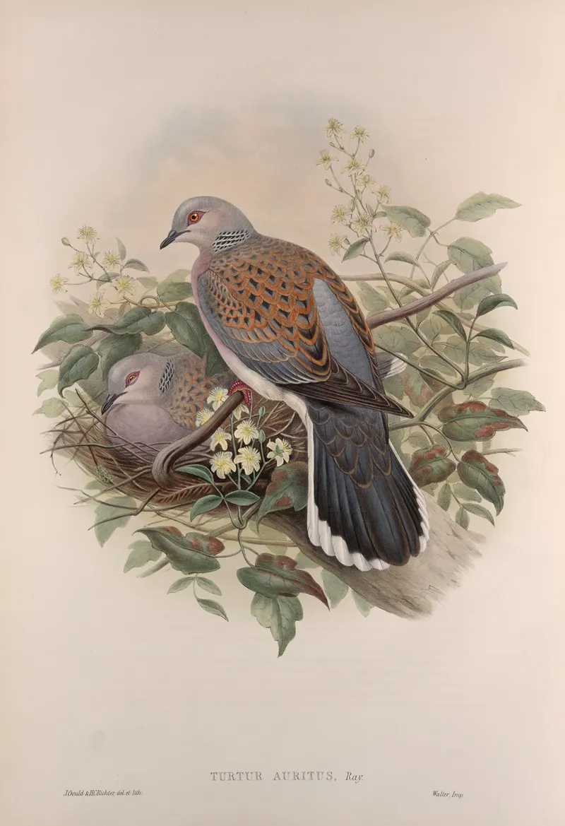 Turtur Auritus Turtle Dove Wall Art by John Gould - High-Resolution Digital Print