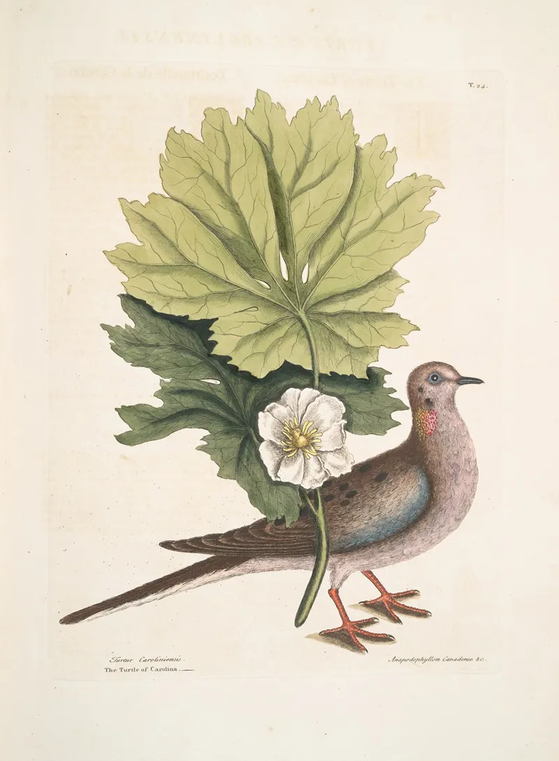Turtur Caroliniensis The Turtle Of Carolina Anapodophyllon Canadense C The May Apple Wall Art by Mark Catesby - High-Resolution Digital Print