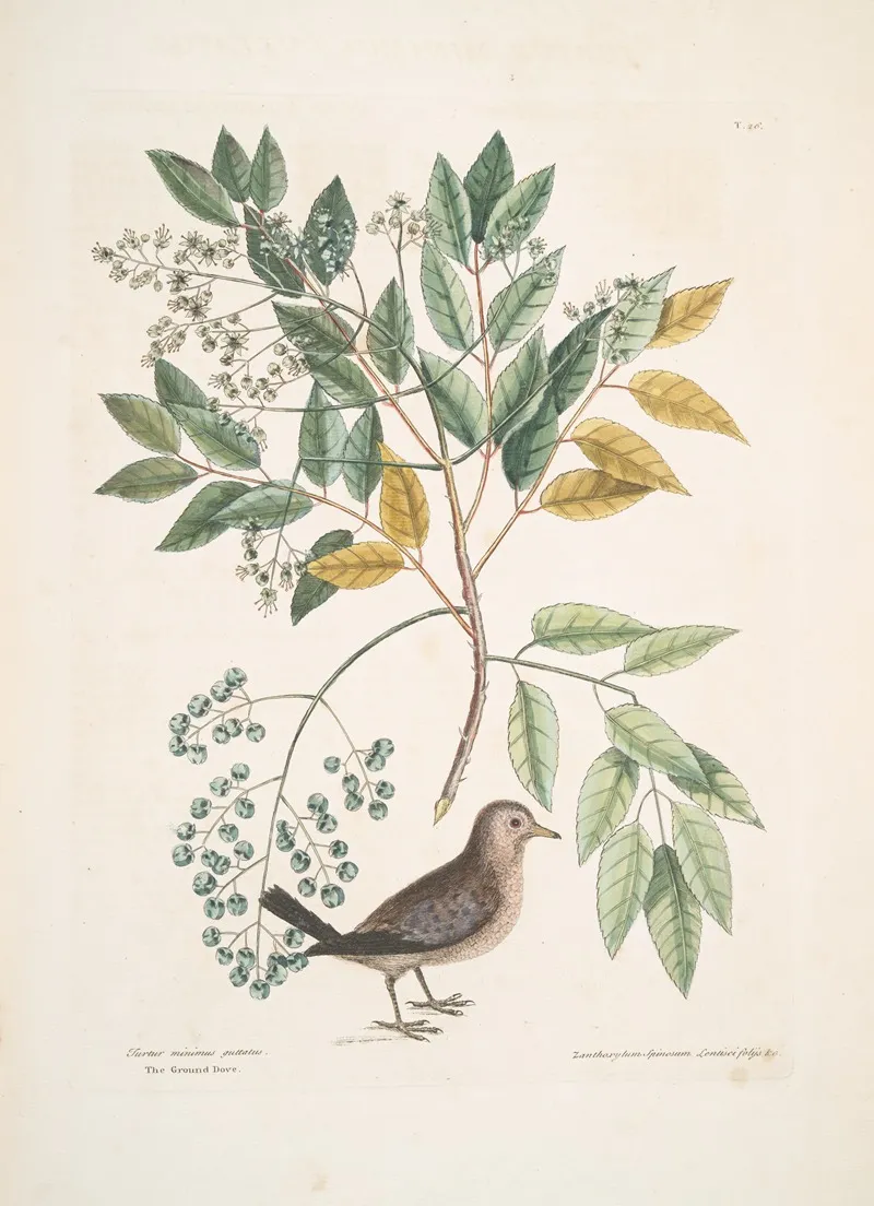 Turtur Minimus Guttatus The Ground Dove Zanthoxylum Spinosum Lentisci Foliis C The Pellitory Or Tooth Ach Tree Wall Art by Mark Catesby - High-Resolution Digital Print
