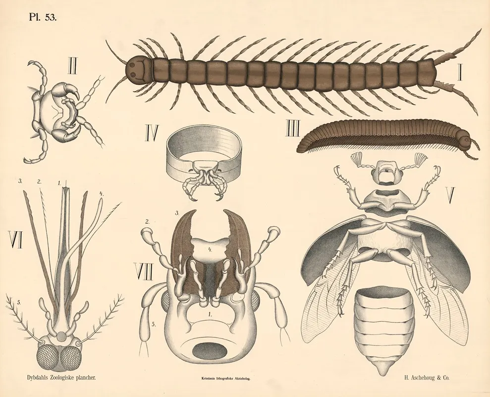 Tusindben Og Insekter Wall Art by Peter Dybdahl - High-Resolution Digital Print