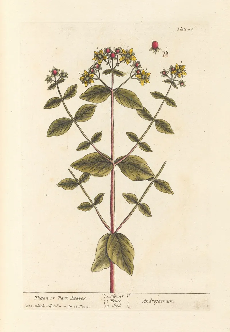 Tutsan Or Park Leaves Wall Art by Elizabeth Blackwell - High-Resolution Digital Print