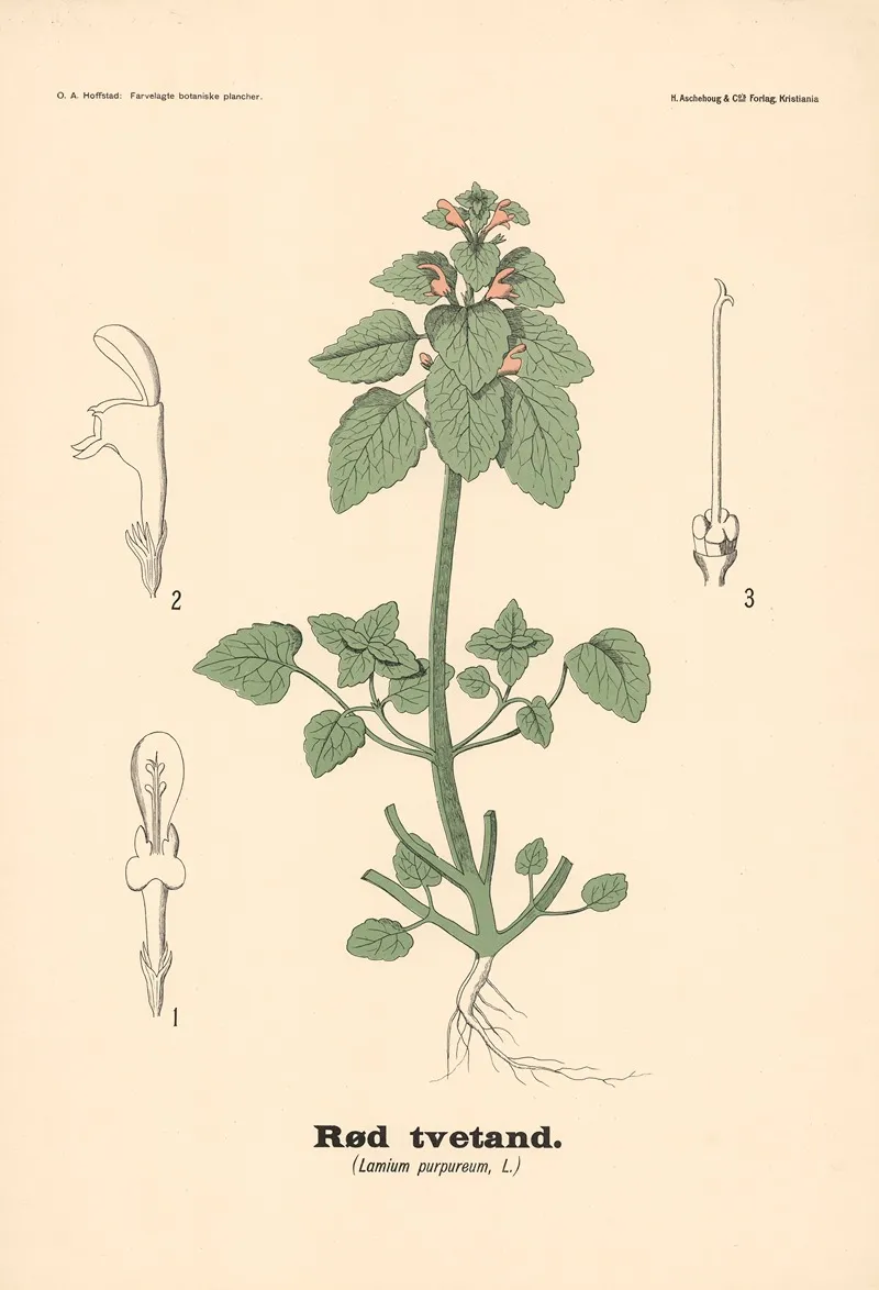 Tvetand Lamium Purpureum L Wall Art by Olaf Alfred Hoffstad - High-Resolution Digital Print