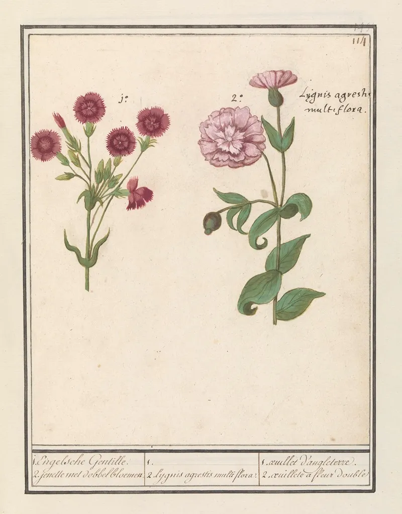 Twee Anjers Dianthus 1 Engelsche Gentille 2 Jenelle Met Dobbelbloemen Wall Art by Anselmus Boëtius de Boodt - High-Resolution Digital Print