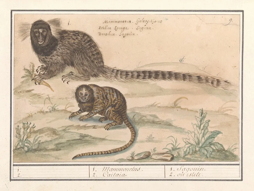 Twee Gewone Penseelapen Callithrix Jacchus 1 2 1 Mammonelus 2 Caitaia Wall Art by Anselmus Boëtius de Boodt - High-Resolution Digital Print