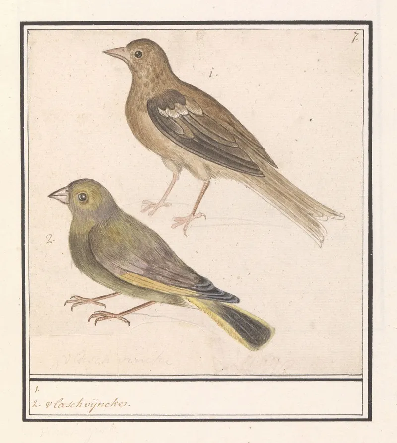 Twee Groenlingen Carduelis Chloris Wall Art by Anselmus Boëtius de Boodt - High-Resolution Digital Print