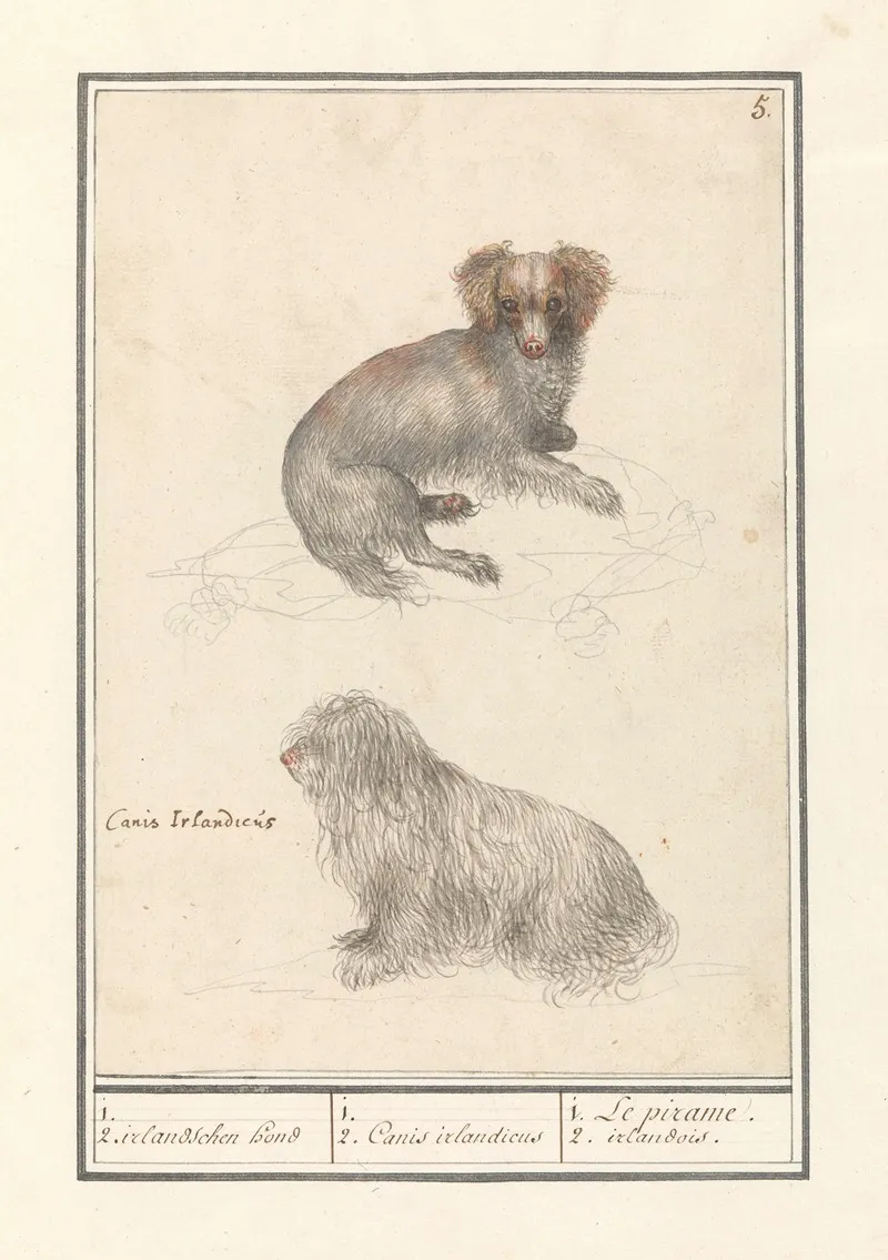 Twee Honden Canis Lupus Familiaris 1 2 Irlandschen Hond 1 2 Canis Irlandicus Wall Art by Anselmus Boëtius de Boodt - High-Resolution Digital Print