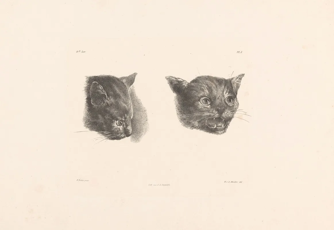 Twee Kattenkoppen Wall Art by Roelof van der Meulen - High-Resolution Digital Print