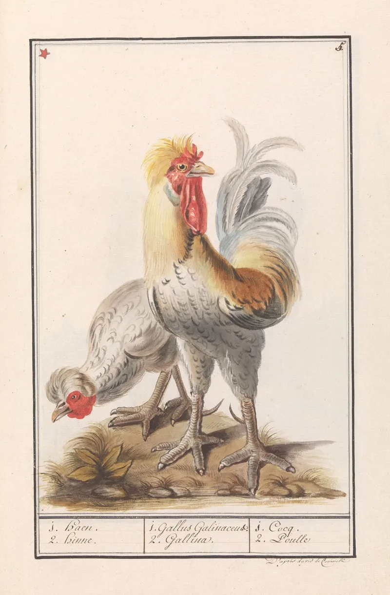 Twee Kippen Gallus Gallus Domesticus Wall Art by Anselmus Boëtius de Boodt - High-Resolution Digital Print