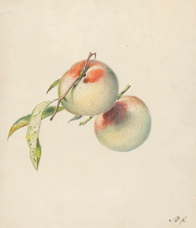 Twee Perziken Aan Hun Steeltjes Wall Art by Albertus Steenbergen - High-Resolution Digital Print