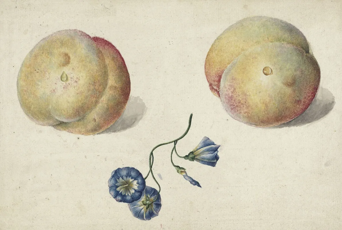 Twee Perzikken En Een Bloem Wall Art by Georgius Jacobus Johannes van Os - High-Resolution Digital Print