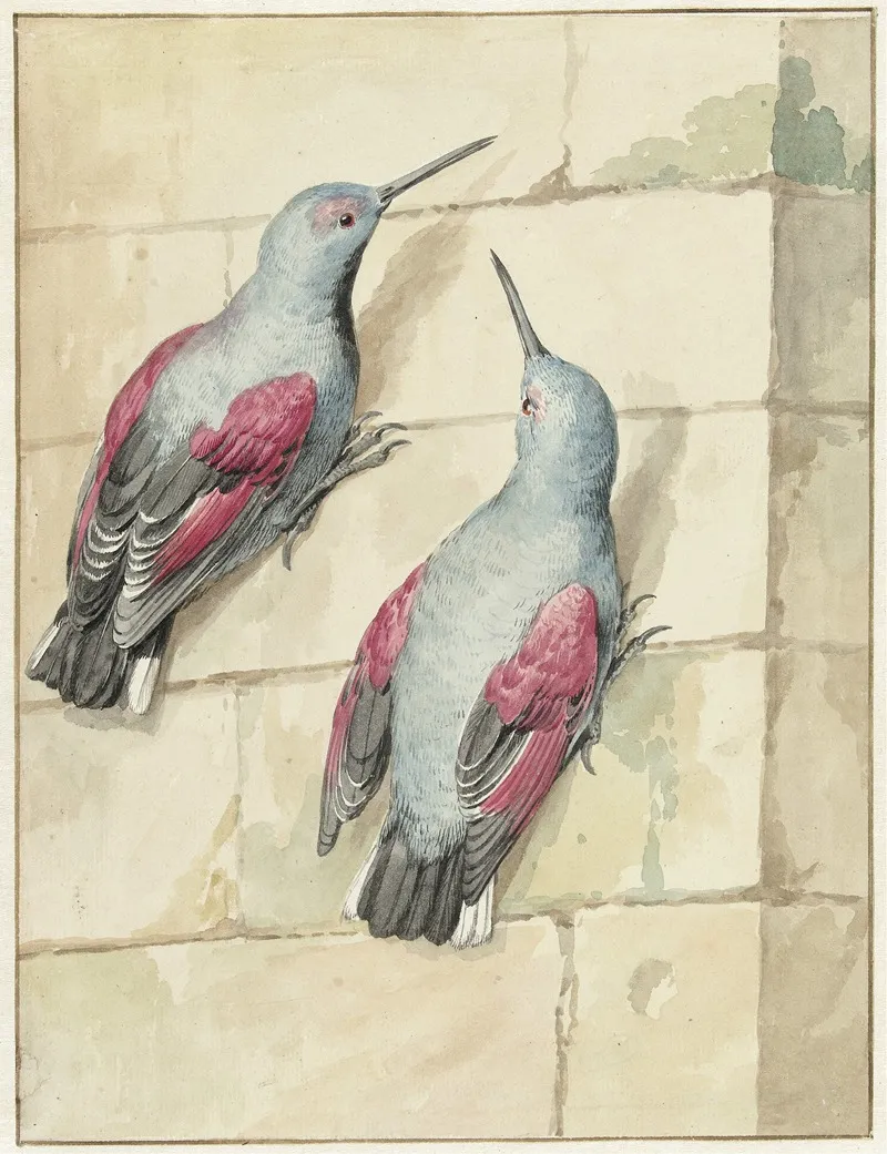 Twee Rotskruipers Blauw En Paars Op Een Muur Wall Art by Aert Schouman - High-Resolution Digital Print