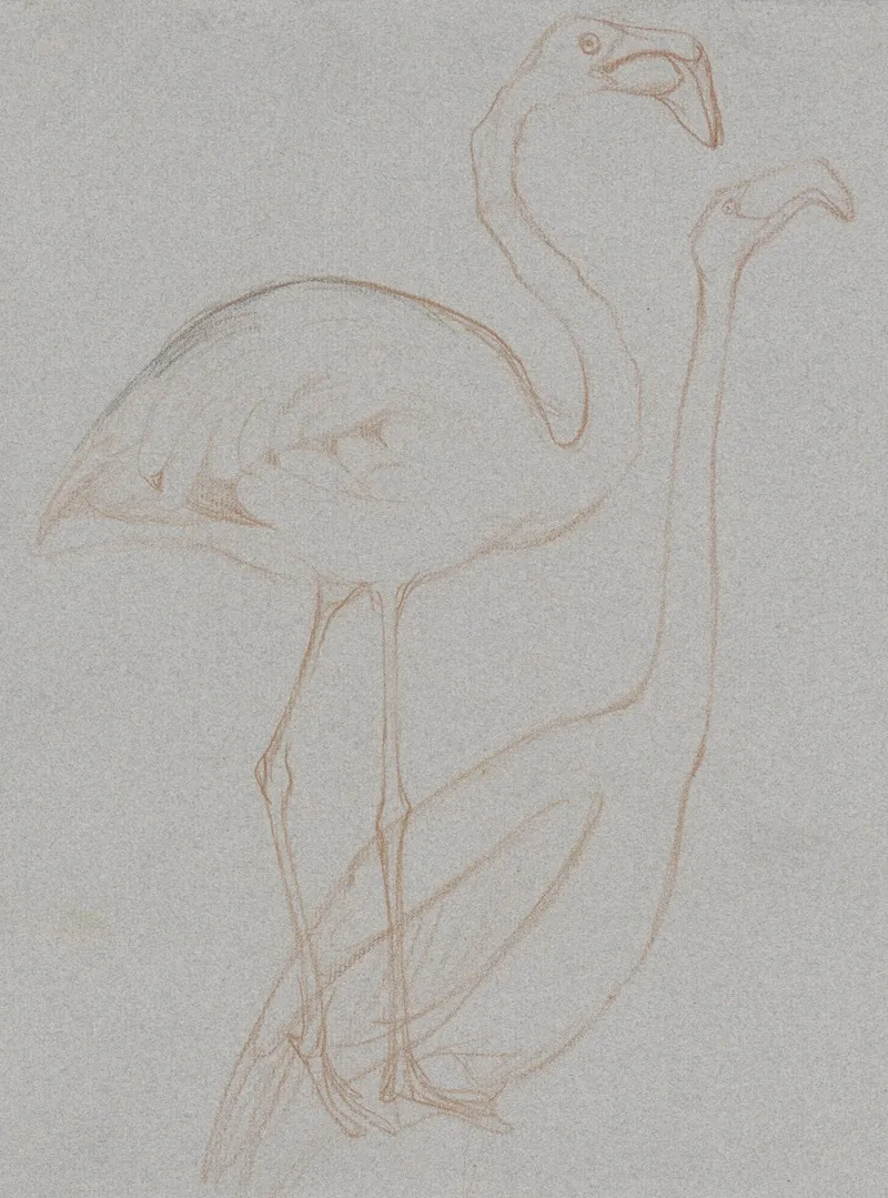 Twee Studies Van Een Flamingo
