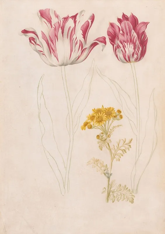 Twee Tulpen En Een Takje Met Gele Bloemen Wall Art by Jacob Marrel - High-Resolution Digital Print