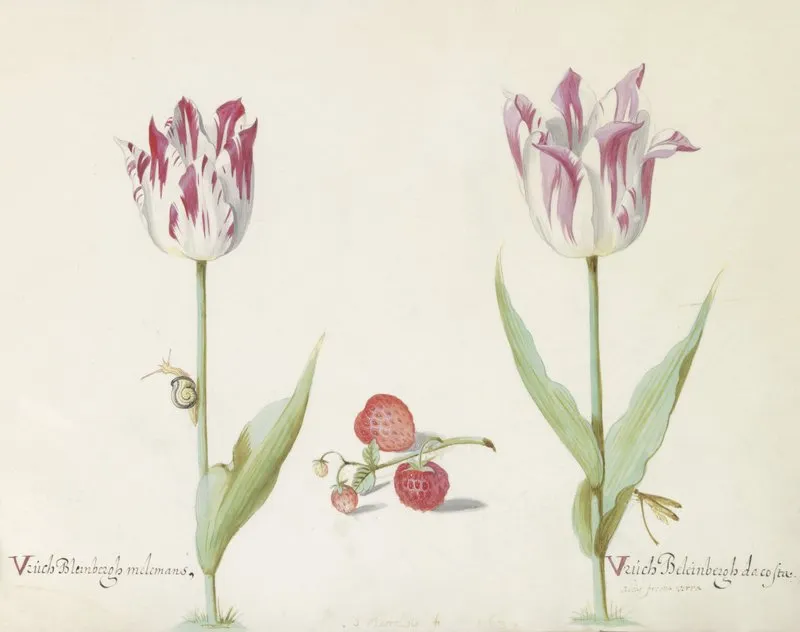 Twee Tulpen Met Aardbeien En Slak Vruch Bleinbergh Melemans Vruch Beleinbergh Da Costa Wall Art by Jacob Marrel - High-Resolution Digital Print