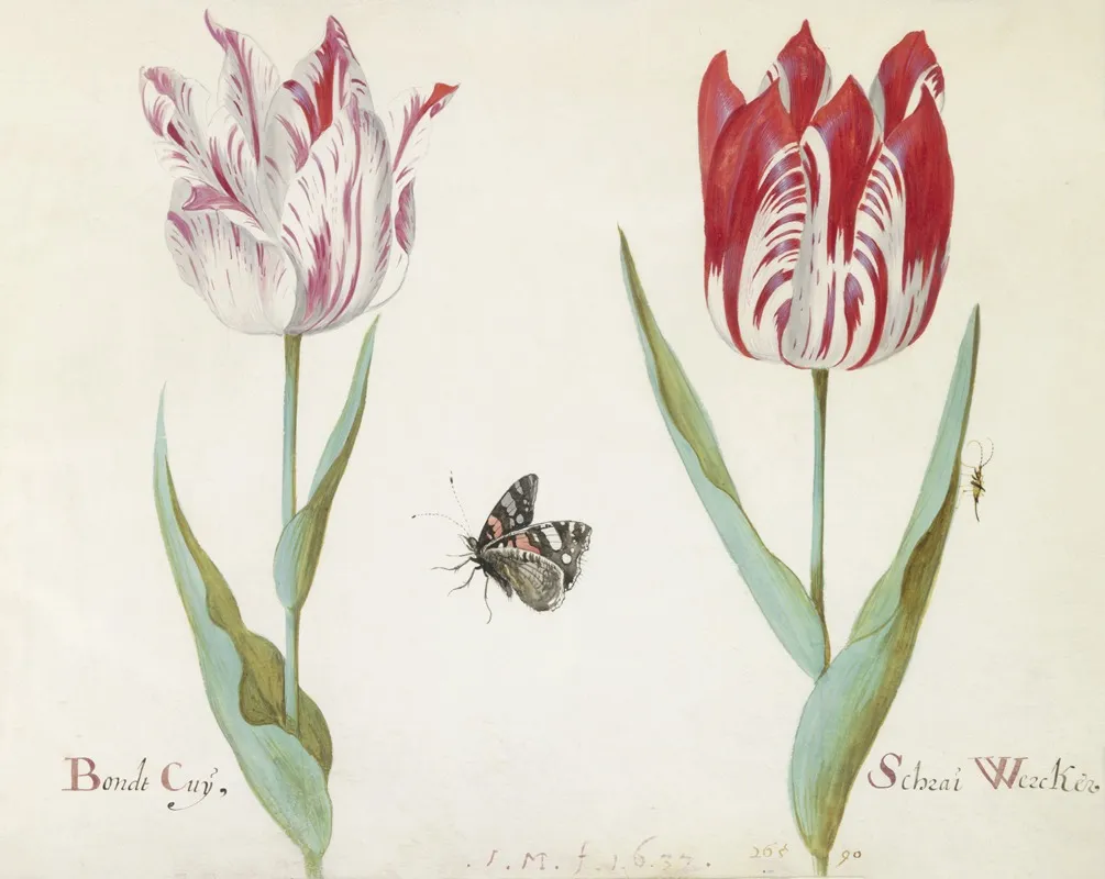 Twee Tulpen Met Atalanta En Krekel Bondt Cuy Schrai Wercker Wall Art by Jacob Marrel - High-Resolution Digital Print